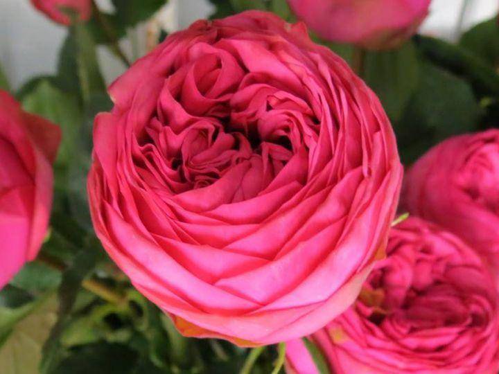 Роза пиано: фото и описание, отзывы. когда и как цветет роза пиано, как правильно за ней ухаживать