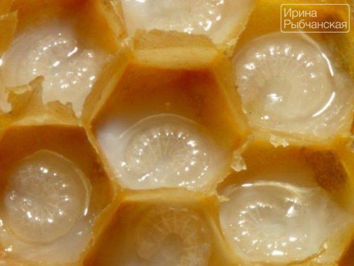 Как делают мед с маточным молочком и как отличить подделку