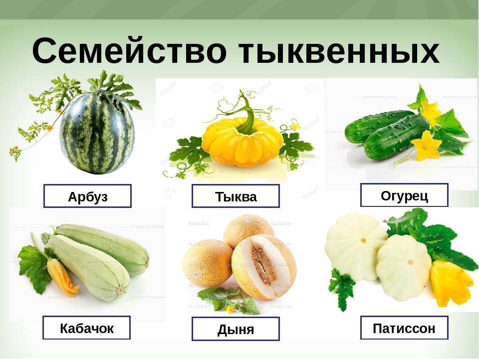 20 лучших сортов тыквы: мускатные, крупноплодные и твердокорые