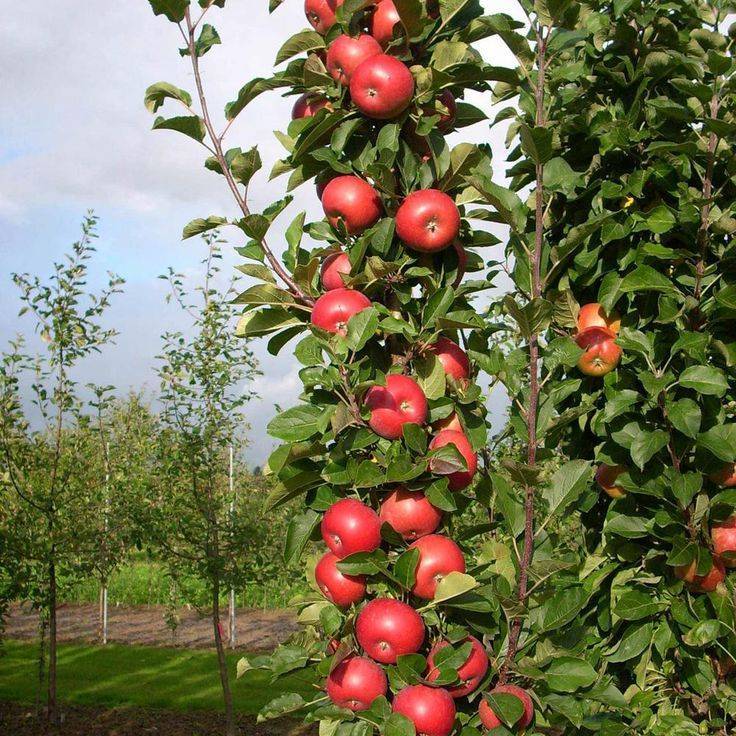 Сорта яблони на карликовых подвоях: самые лучшие низкорослые деревья, а также посадка и уход за ними