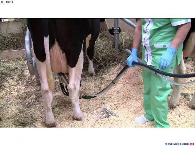 Почему корова лягается при доении и что с этим делать