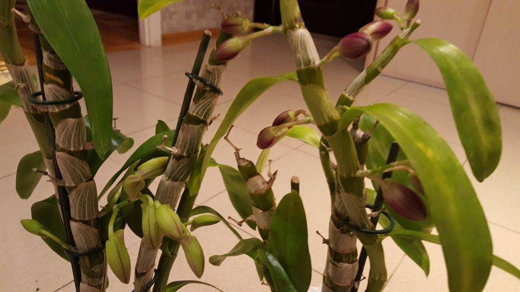Цветок дендробиум: описание, уход в домашних условиях, размножение, фото
