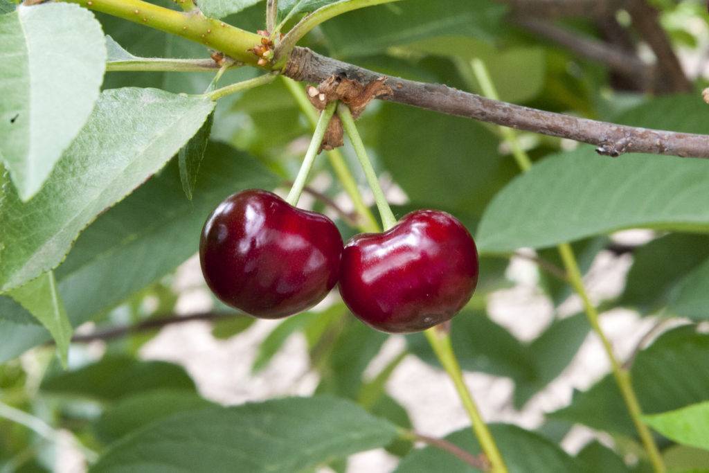 Описание и опылители вишни сорта малышка, правила выращивания