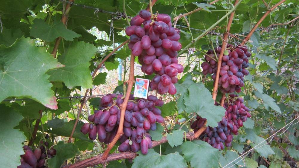 ᐉ ризамат устойчивый - сорт винограда - виноград - roza-zanoza.ru