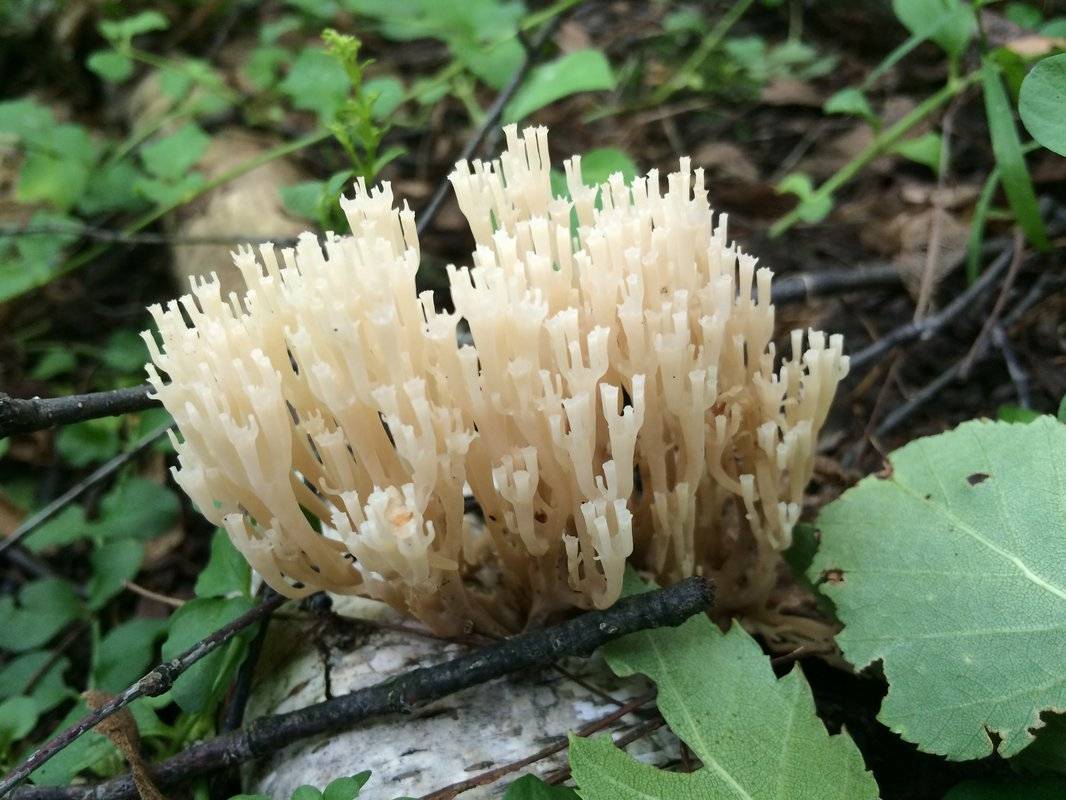 Оленьи рожки – редкие и вкусные грибы