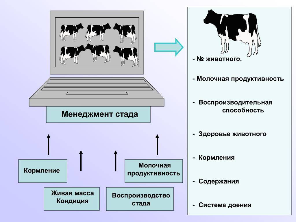 Состояние животного. Факторы влияющие на продуктивность сельскохозяйственных животных. Показатели продуктивности животных. Увеличение продуктивности коров. Воспроизводство стада.