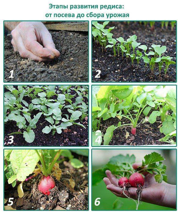 Чем подкормить петрушку для роста: лучшие удобрения, если не всходит или плохо растет, какие удобрения и как вносить