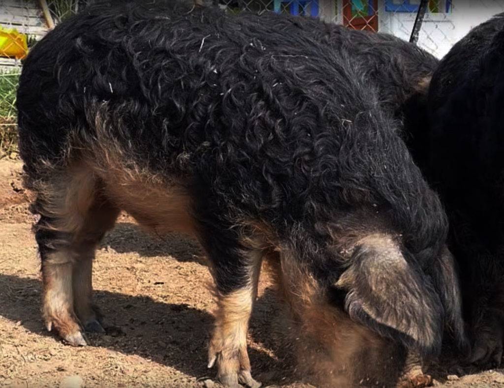 Порода свиней кармалы: описание и характеристики, выращивание и уход, кормление