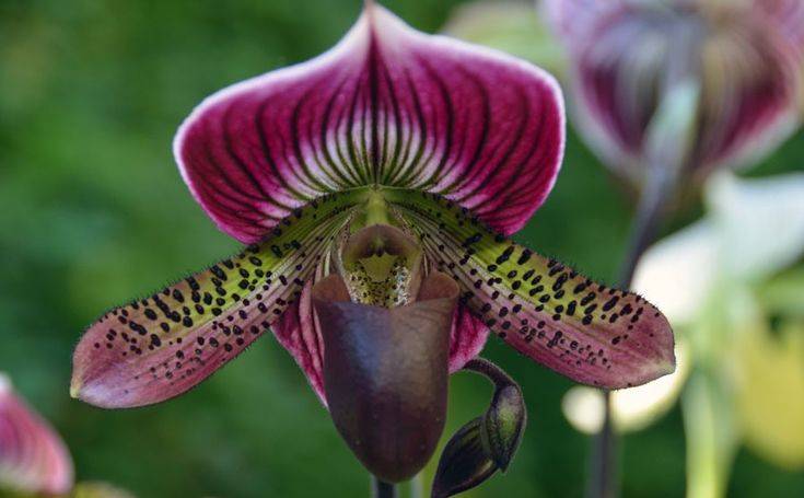 Самые красивые орхидеи в мире. больше, чем просто цветы (45 фото)