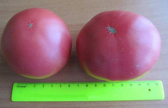Особенности выращивания томата малиновый звон