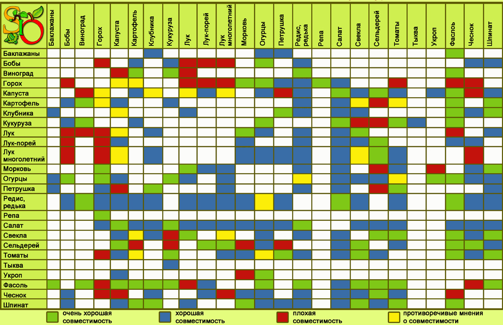 План посадки овощей на огороде по совместимости