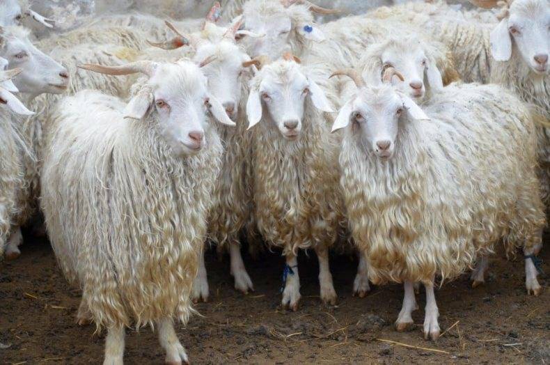 Ангорская коза: перспективы и особенности разведения