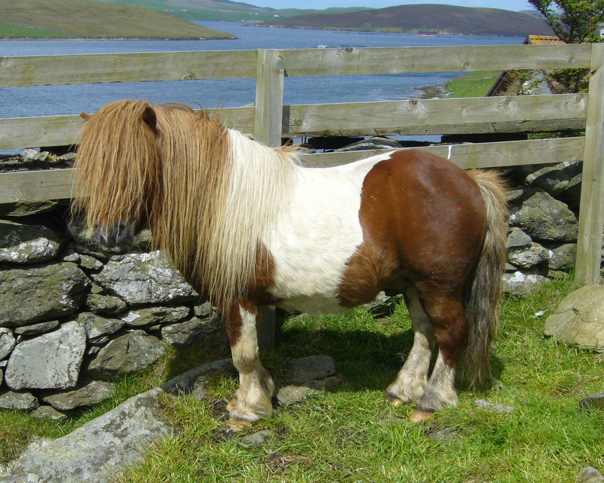 Пони: породы лошади, сколько живут и какие бывают