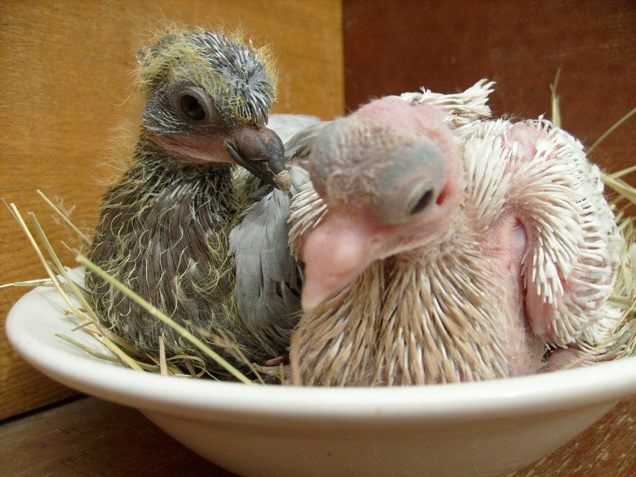 Жизнь новорождённых голубей: тайна существования птенца голубя