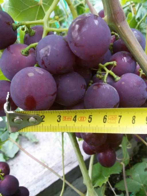 Виноград рошфор – столовый, ранний сорт