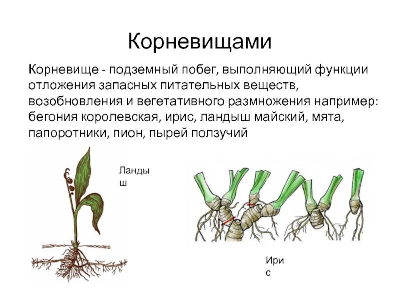 Как лучше размножить травянистые пионы? черенкование, отводки, деление куста
