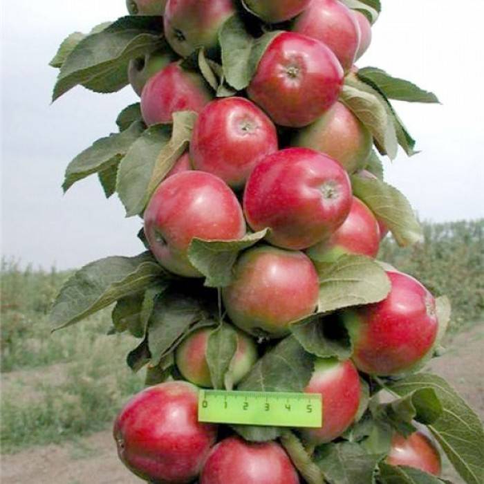 Описание сорта яблони есения: фото яблок, важные характеристики, урожайность с дерева