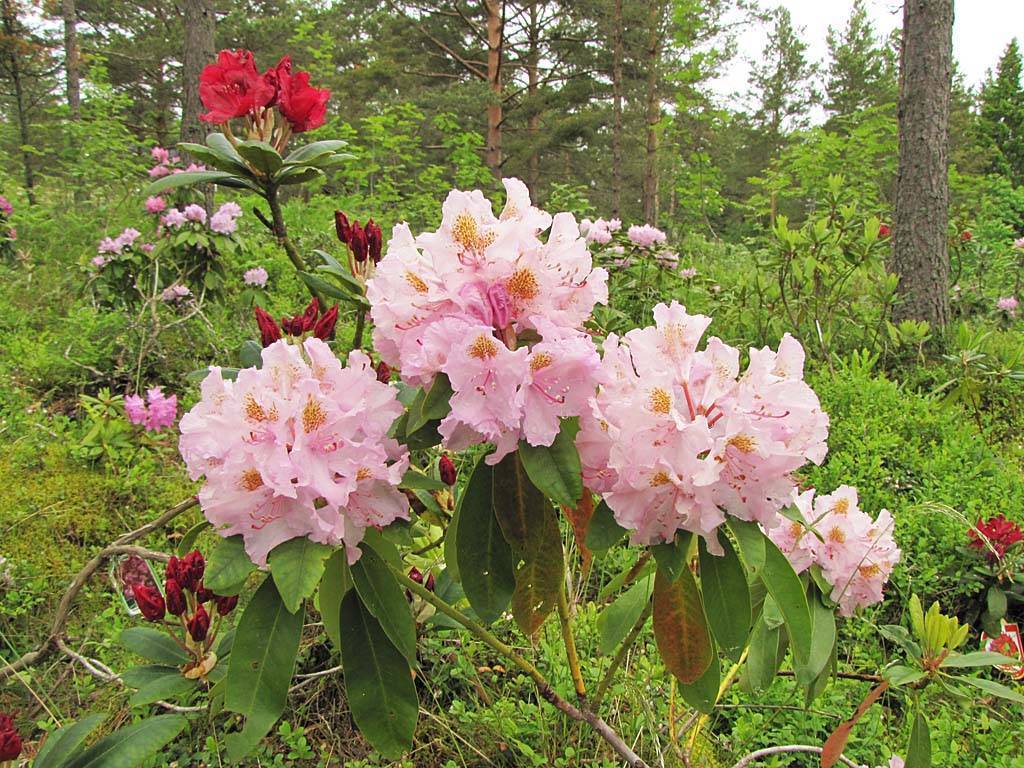 Рододендрон морозостойкие сорта для подмосковья описание фото посадка и уход