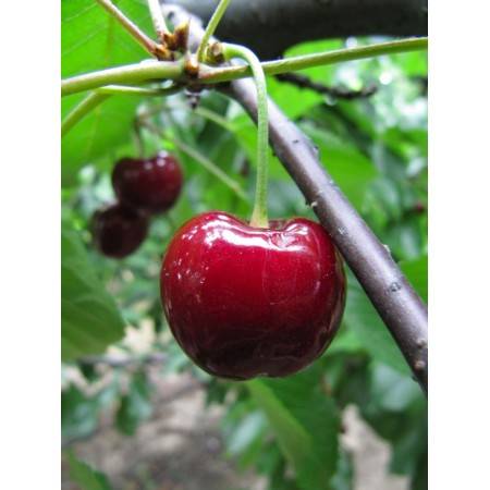 ✅ черешня биг стар: описание и характеристика сорта, выращивание и дальнейший уход, фото - tehnoyug.com