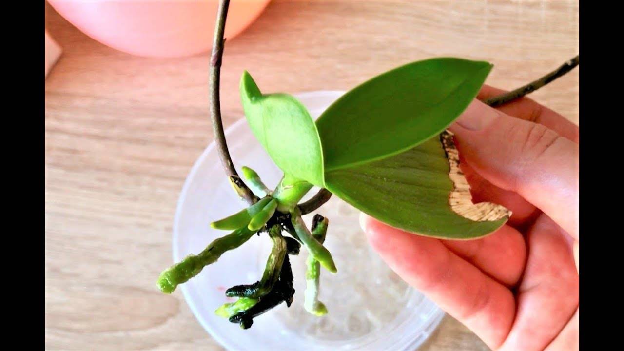 Как нарастить корни у орхидеи фаленопсис, оживление и реанимация корней