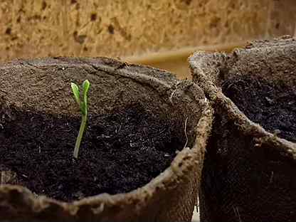 Как выращивать рассаду огурцов в торфяных горшочках - сад и огород