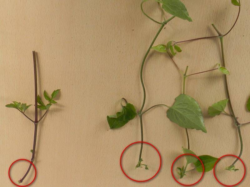Размножение клематисов. семенами, черенками, отводками, делением куста. фото — ботаничка