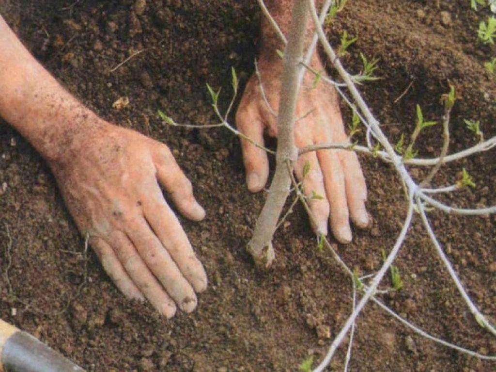Как посадить и пересадить топинамбур | дача cадовода