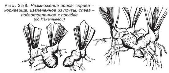 Ирисы схема посадки