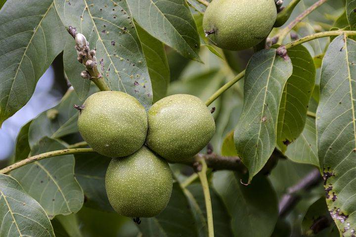 Как посадить грецкий орех из ореха осенью в домашних условиях