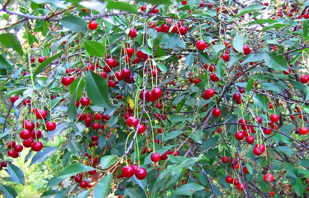Растение кустарниковая вишня: посадка и уход, популярные сорта