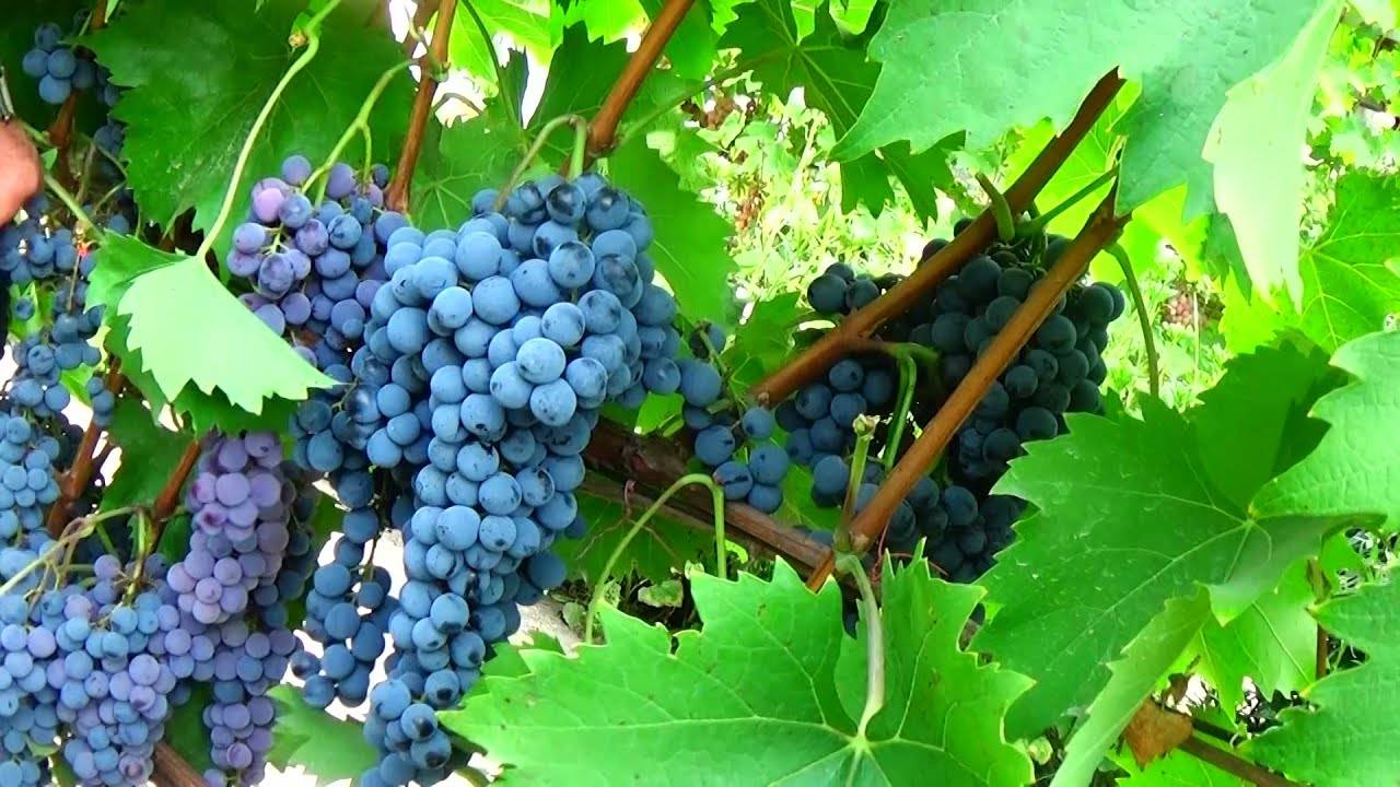 Ливадийский черный виноград описание и характеристика сорта, выращивание и уход, болезни