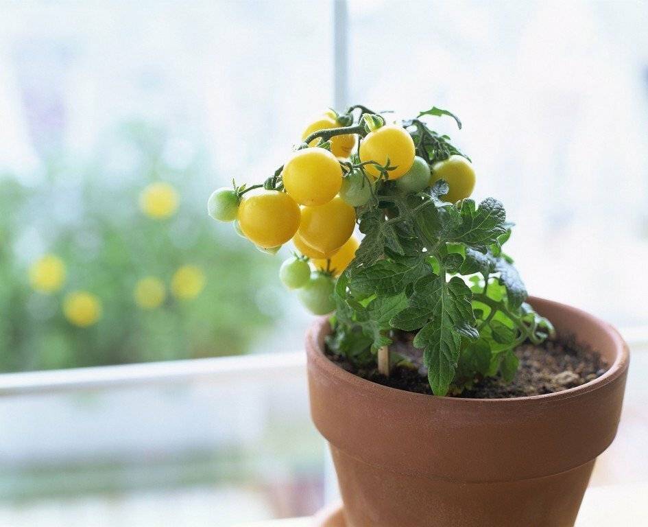 Как вырастить на балконе огурцы и помидоры: помидоры черри, огурцы "балконное чудо"