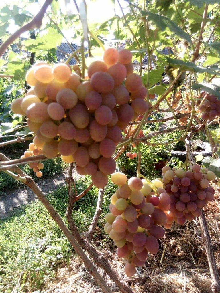 Сорта винограда гурман ранний с фото и описанием