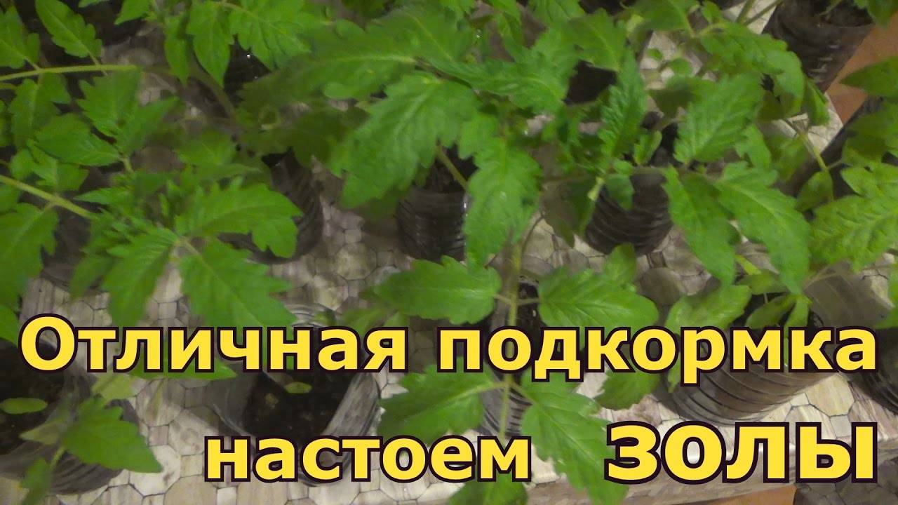 Зола для рассады: свойства, использование, преимущества