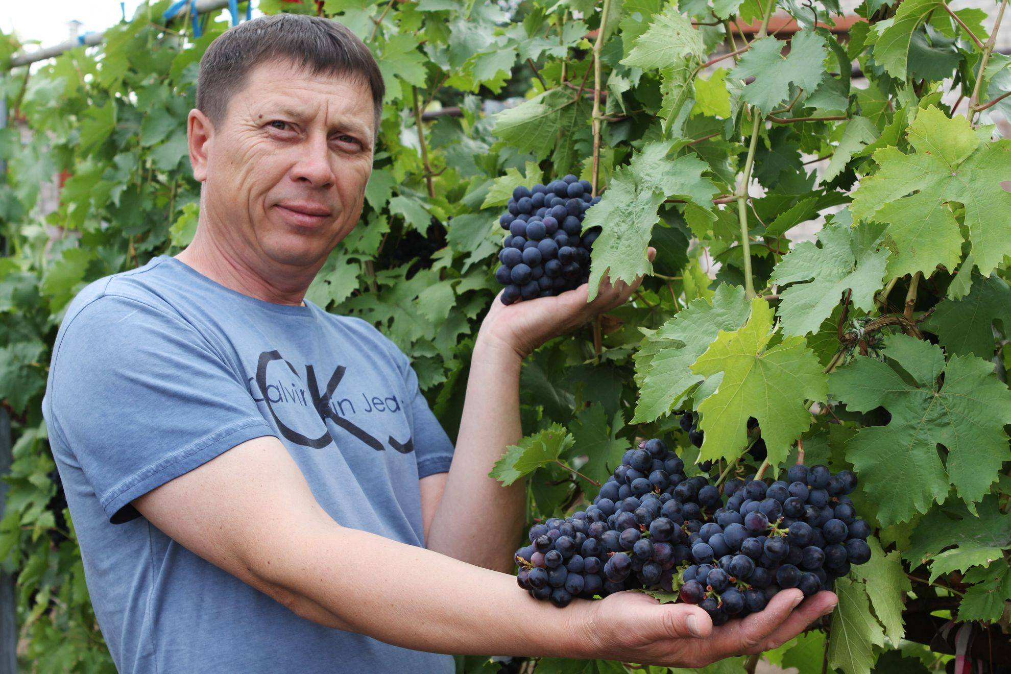 Виноград левокумский устойчивый: характеристика и описание сорта, посадка и уход