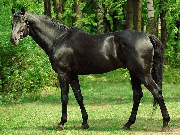 Английская чистокровная лошадь: верховая порода