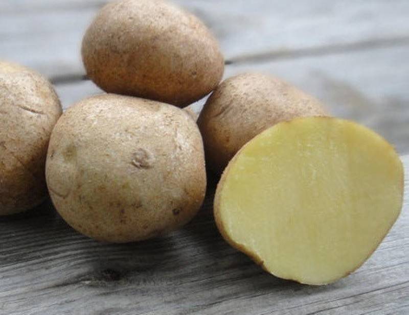 Картофель венета: описание сорта, отзывы, характеристика