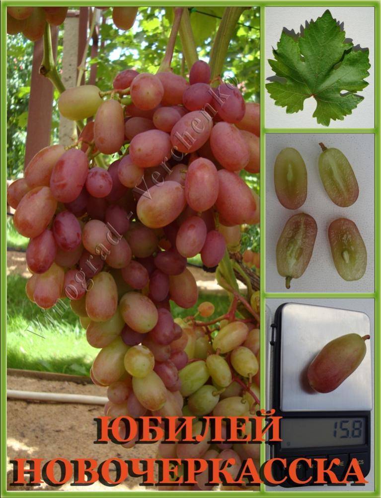 Сорт винограда брависсимо фото и описание