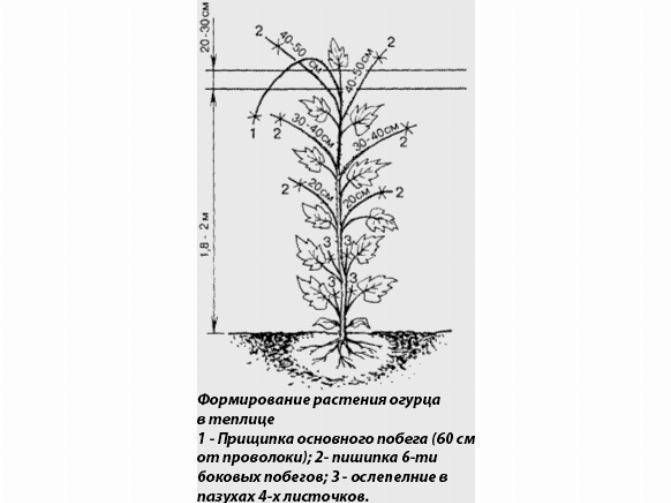 Схема прищипывания огурцов на балконе