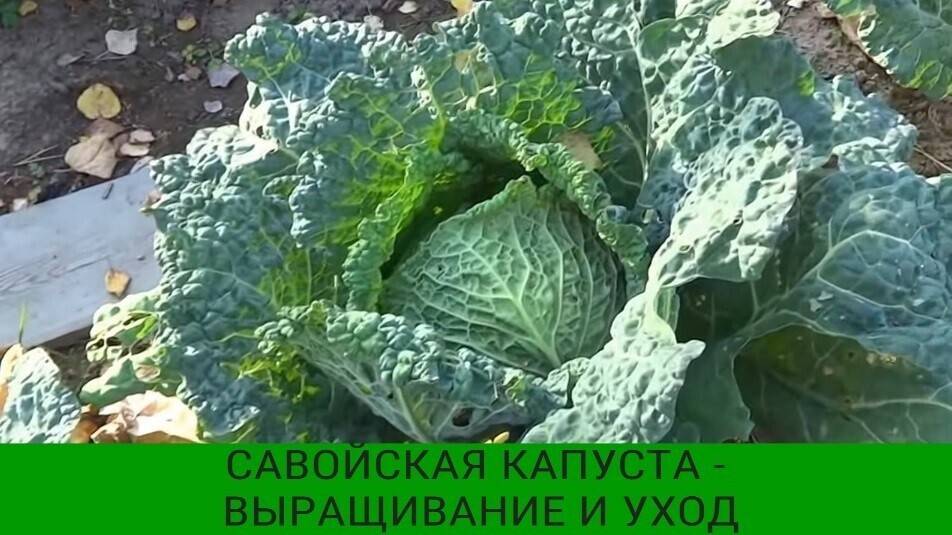 Выращивание — капуста савойская: какую лучше сажать, когда сеять, как ухаживать, когда убирать с грядки