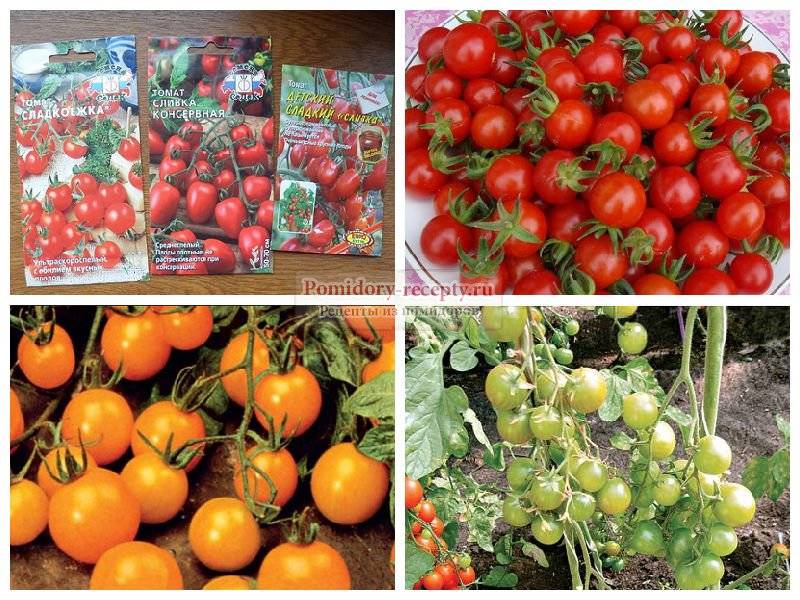 Раннеспелые томаты низкорослые и сладкие для открытого грунта: сорта