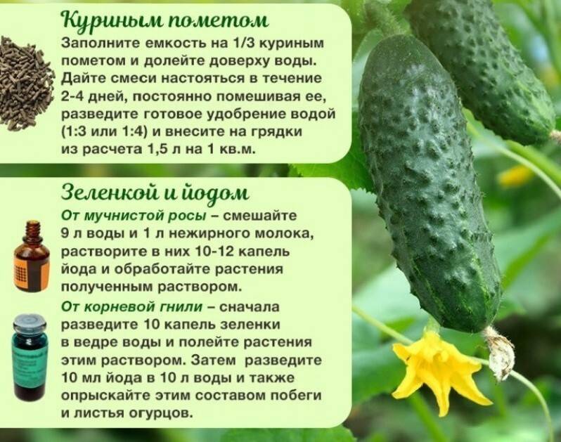 ✅ подкормка огурцов в открытом грунте: виды удобрений, когда и как их вносить
