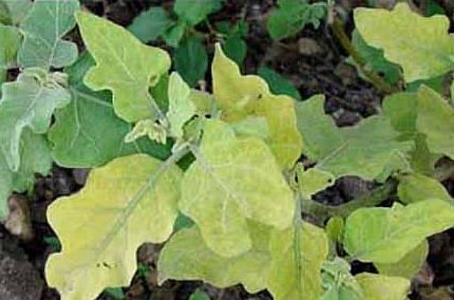 У баклажанов желтеют листья в теплице: что делать, если растение вянет, и его плоды меняют цвет, а также причины и профилактика данных проблем