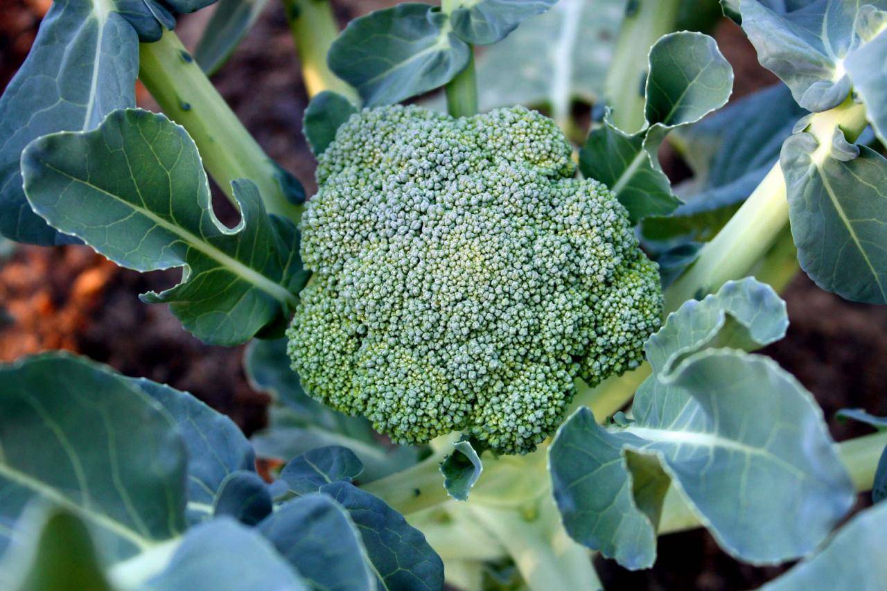 Технология выращивания капусты брокколи в открытом грунте: посадка и уход