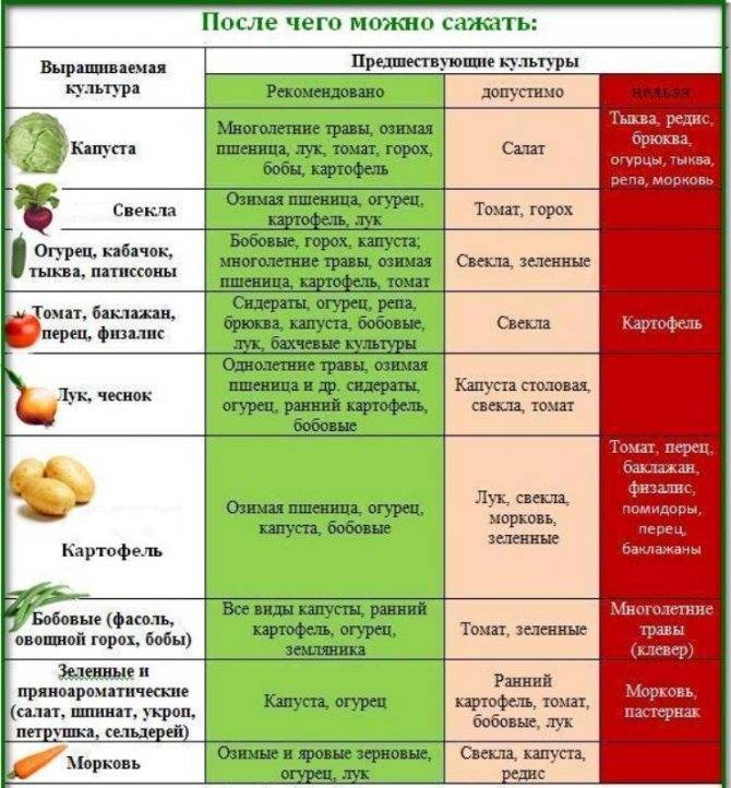 Совместимость сельдерея и салата