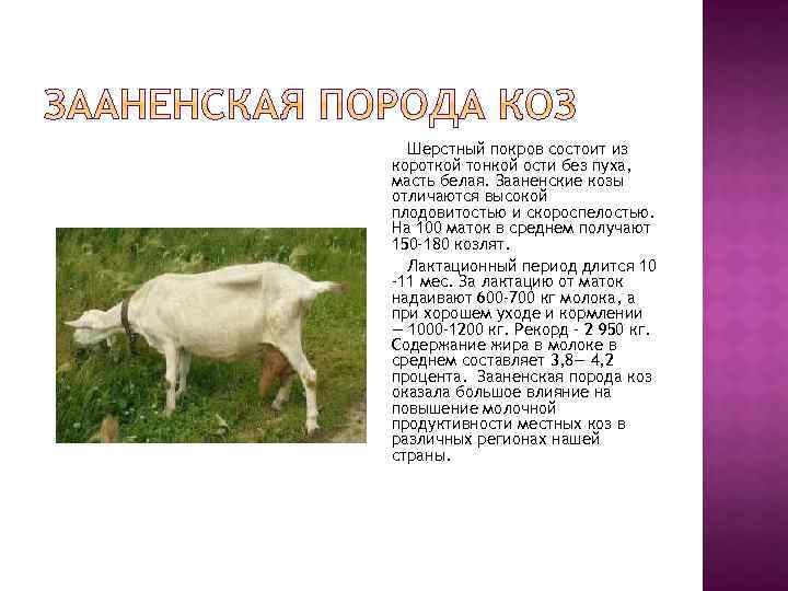 Зааненская молочная коза характеристики и описание племенной породы - содержание и фото