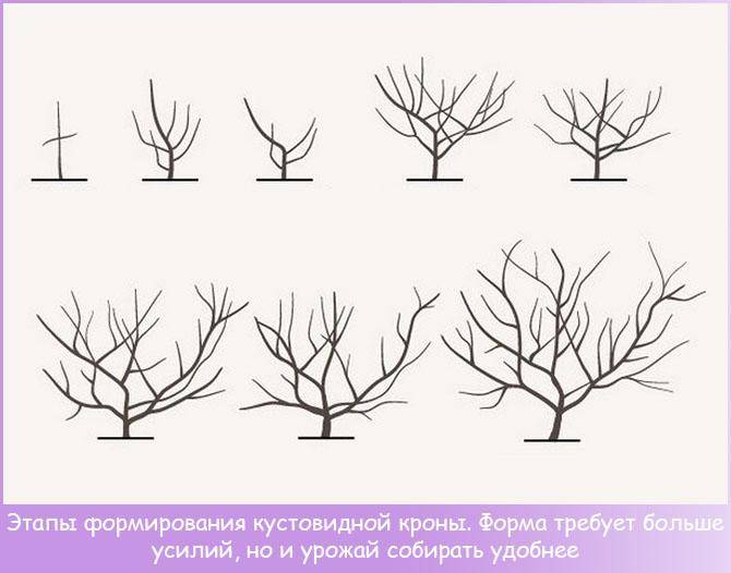 Схема посадки персиков