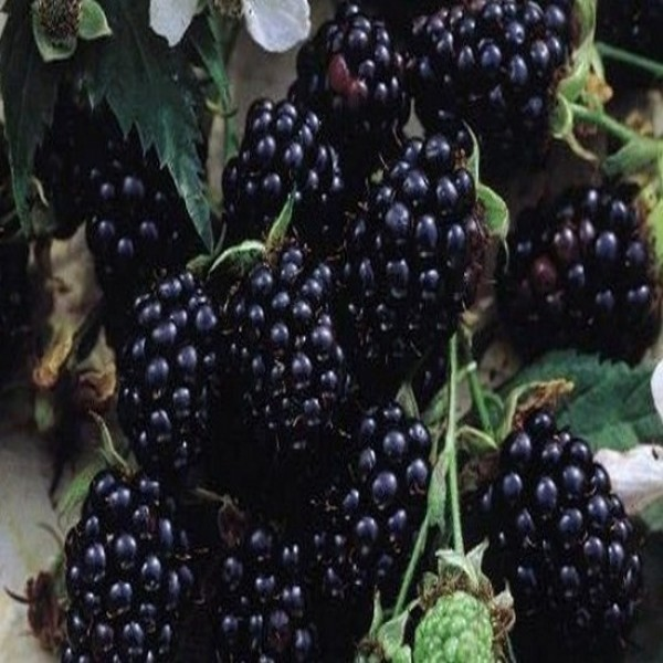 Бесшипная ежевика сорта блэк сатин (black satin): описание с фото, посадка, выращивание в открытом грунте, уход, обрезка весной