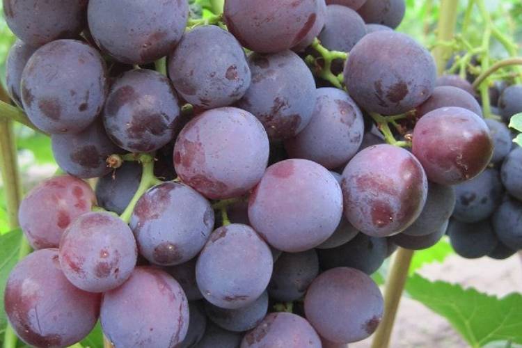 Виноград с гармоничным вкусом и тонким ароматом — сорт рошфор