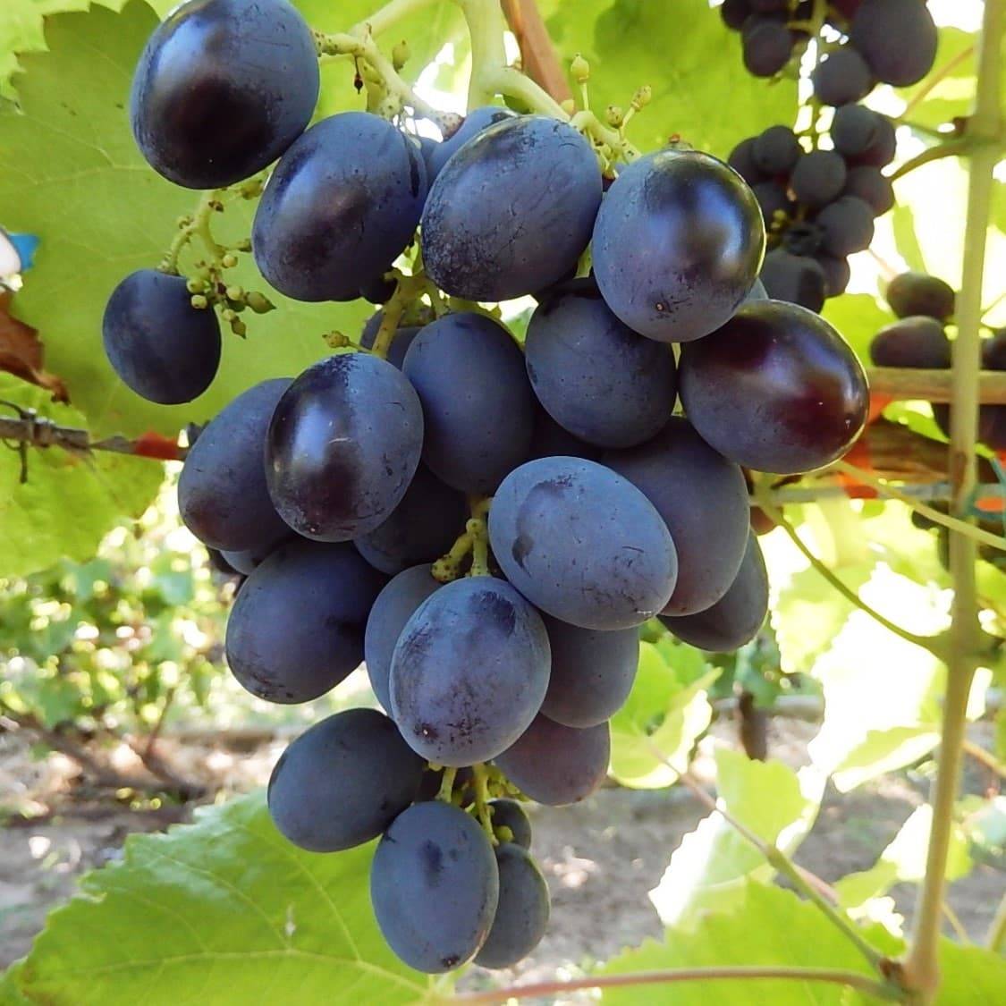 Виноград гала: фото и описание сорта, особенности посадки и ухода